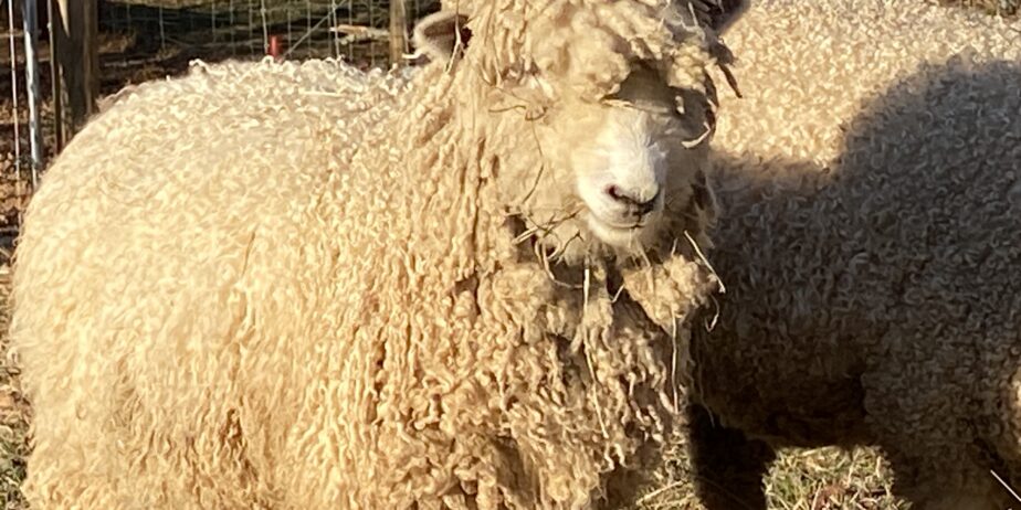 Raw Fleece Leicester Longwood Sheep 6 lbs 4 to 7 inch locks