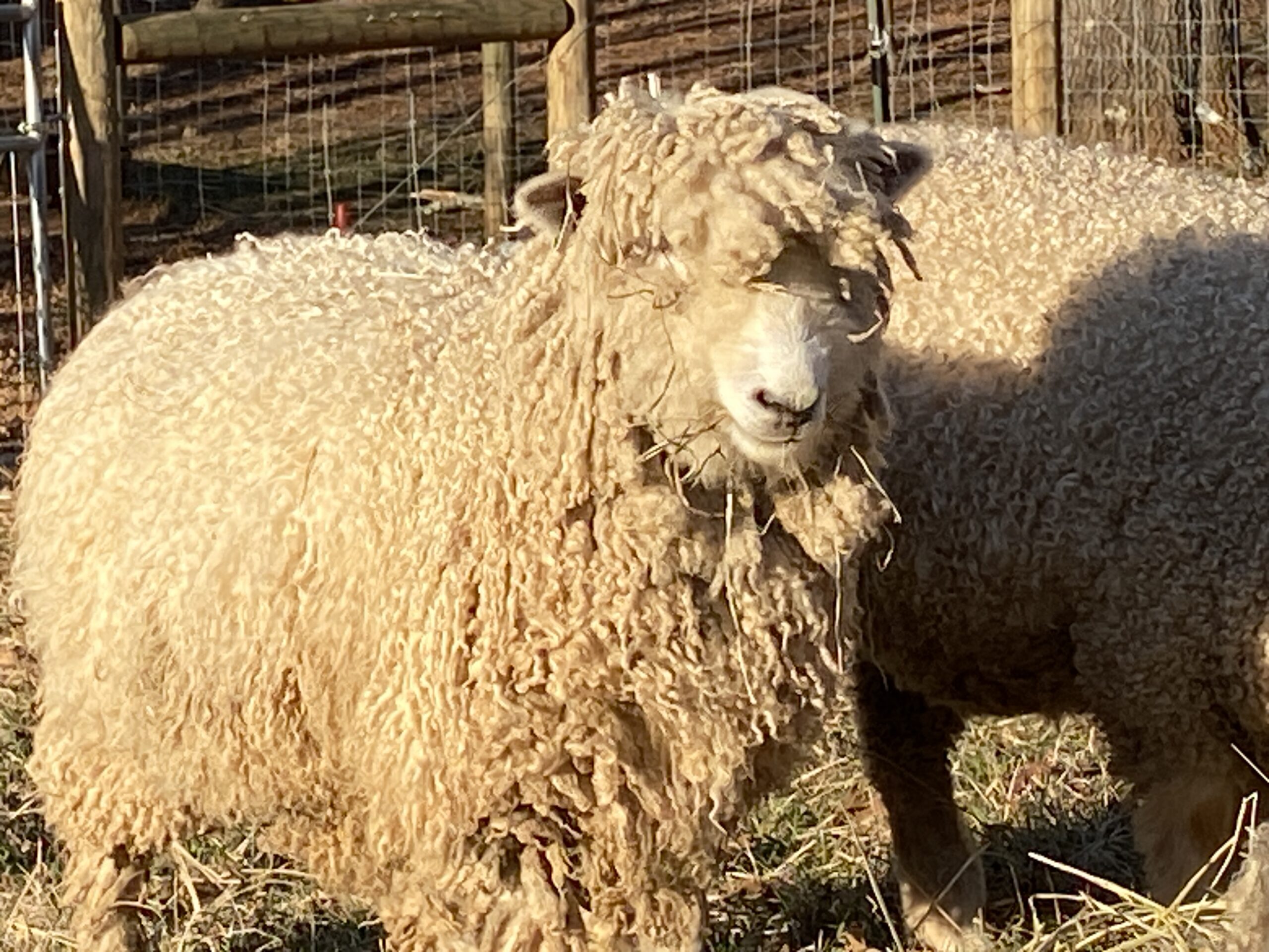 Raw Fleece Leicester Longwood Sheep 3 lbs 4 to 7 inch locks