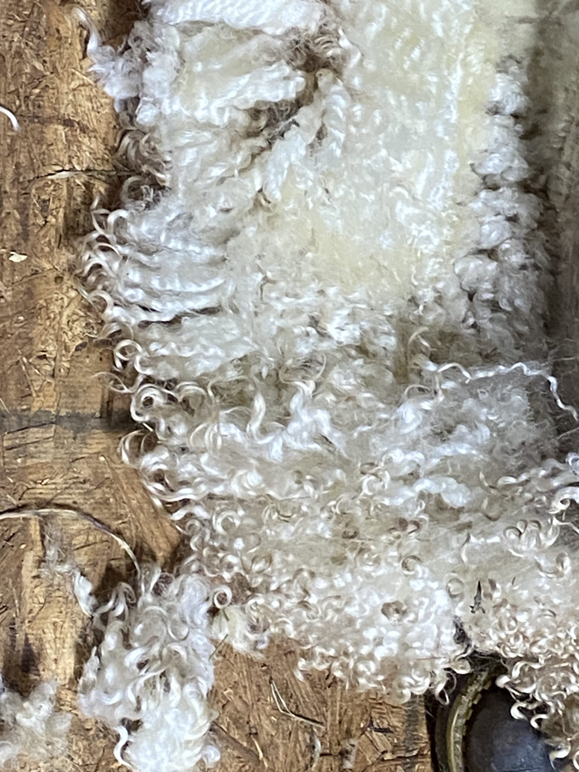 Raw Fleece Leicester Longwood Sheep 3 lbs 4 to 7 inch locks