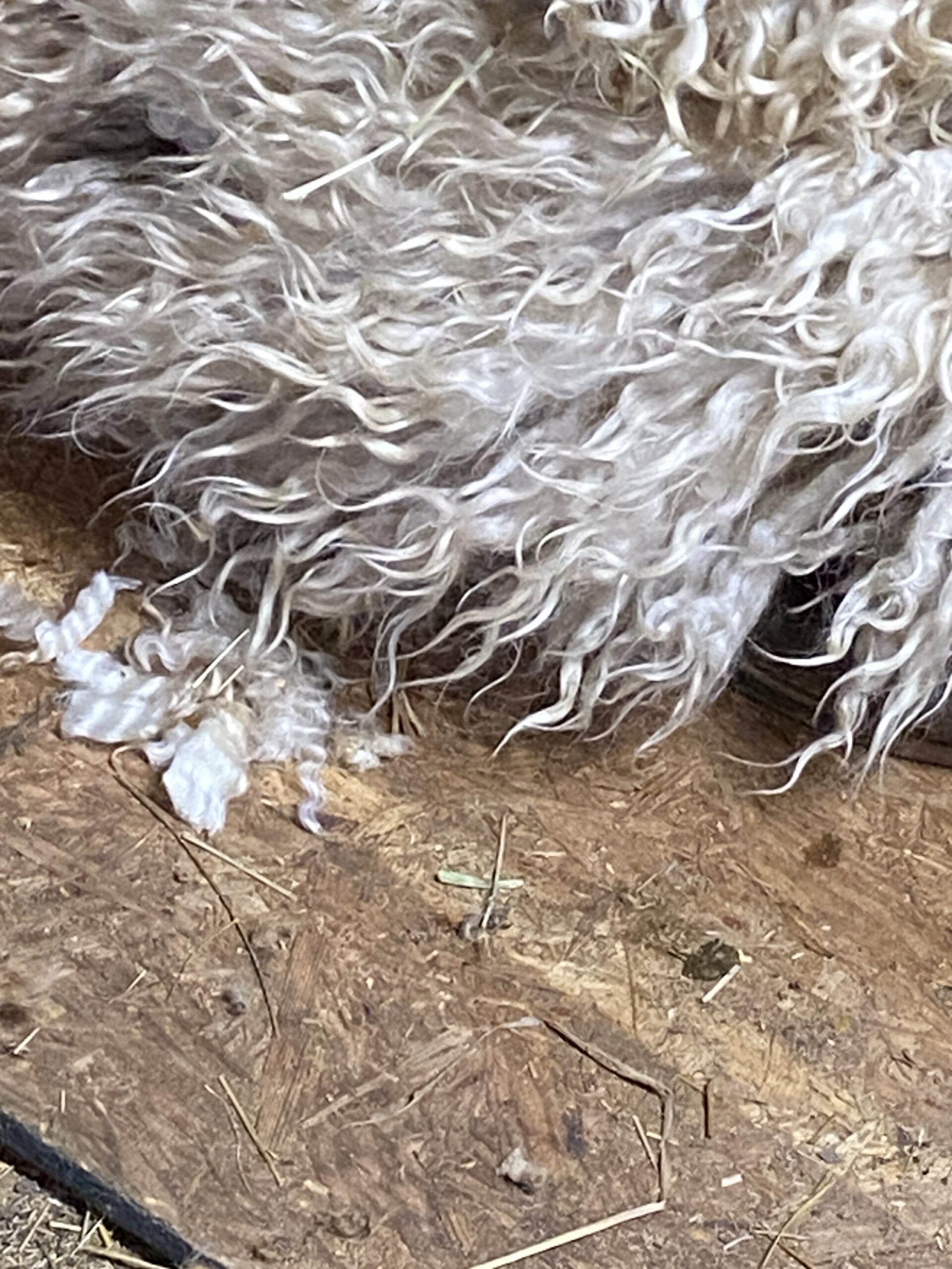 Raw Fleece Leicester Longwood Sheep 3 lbs 4 to 7 inch locks