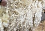 Raw Fleece Leicester Longwood Sheep 6 lbs 4 to 7 inch locks