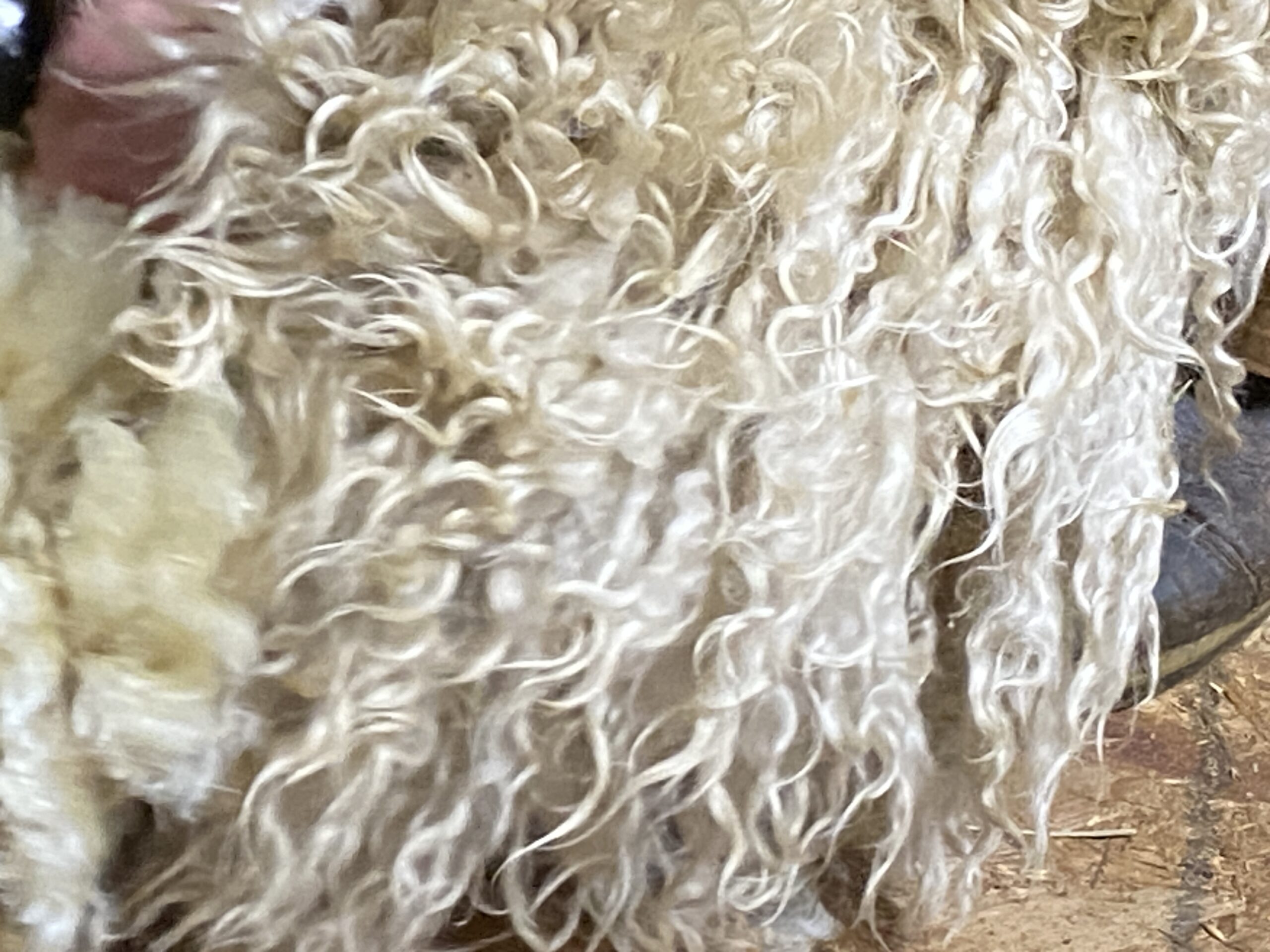 Raw Fleece Leicester Longwood Sheep 3 lbs 4 to 7 inch locks