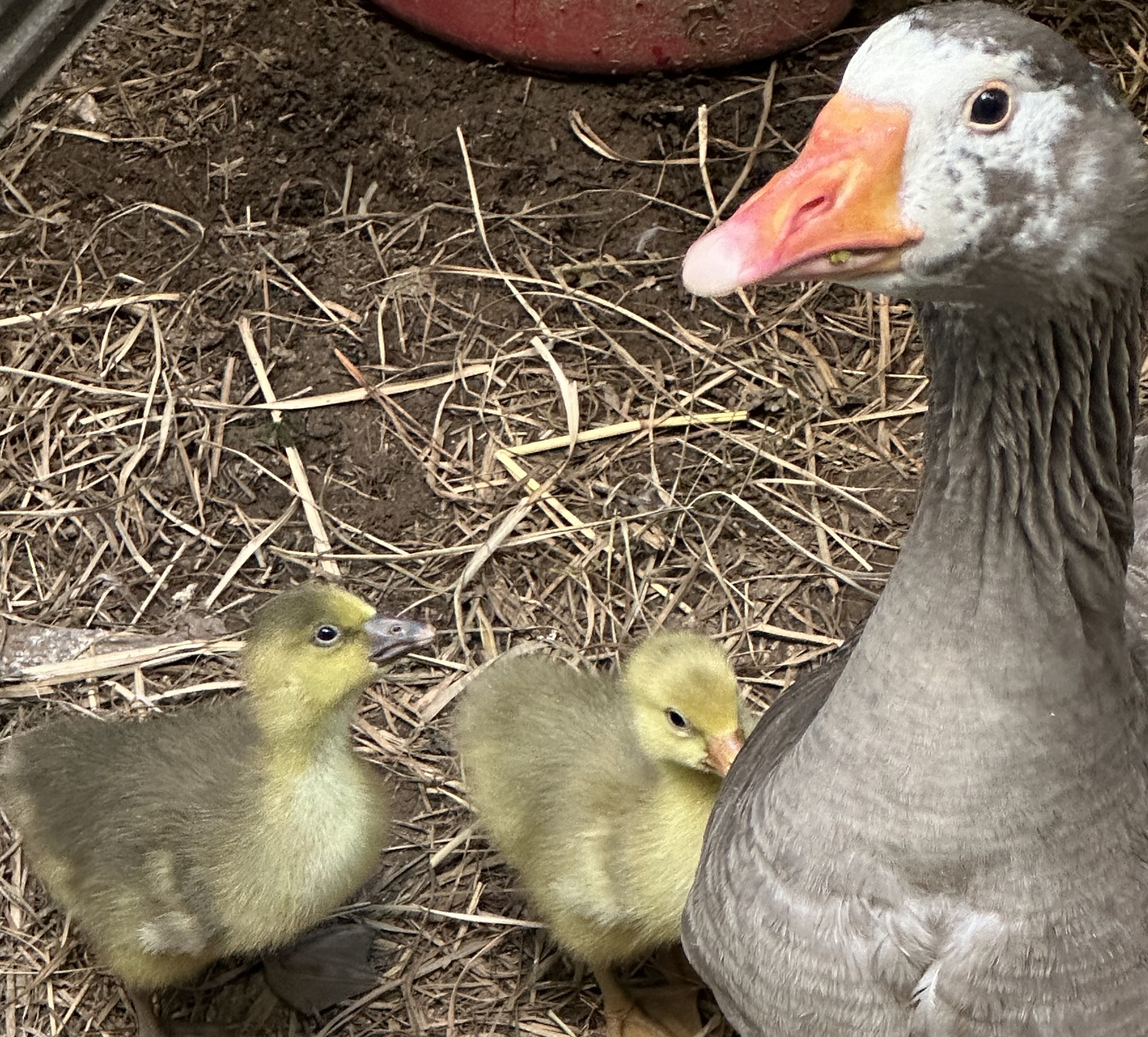 Cotton Patch and Sebastopols for sale