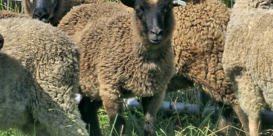 Fine Fleece Shetland Sheep