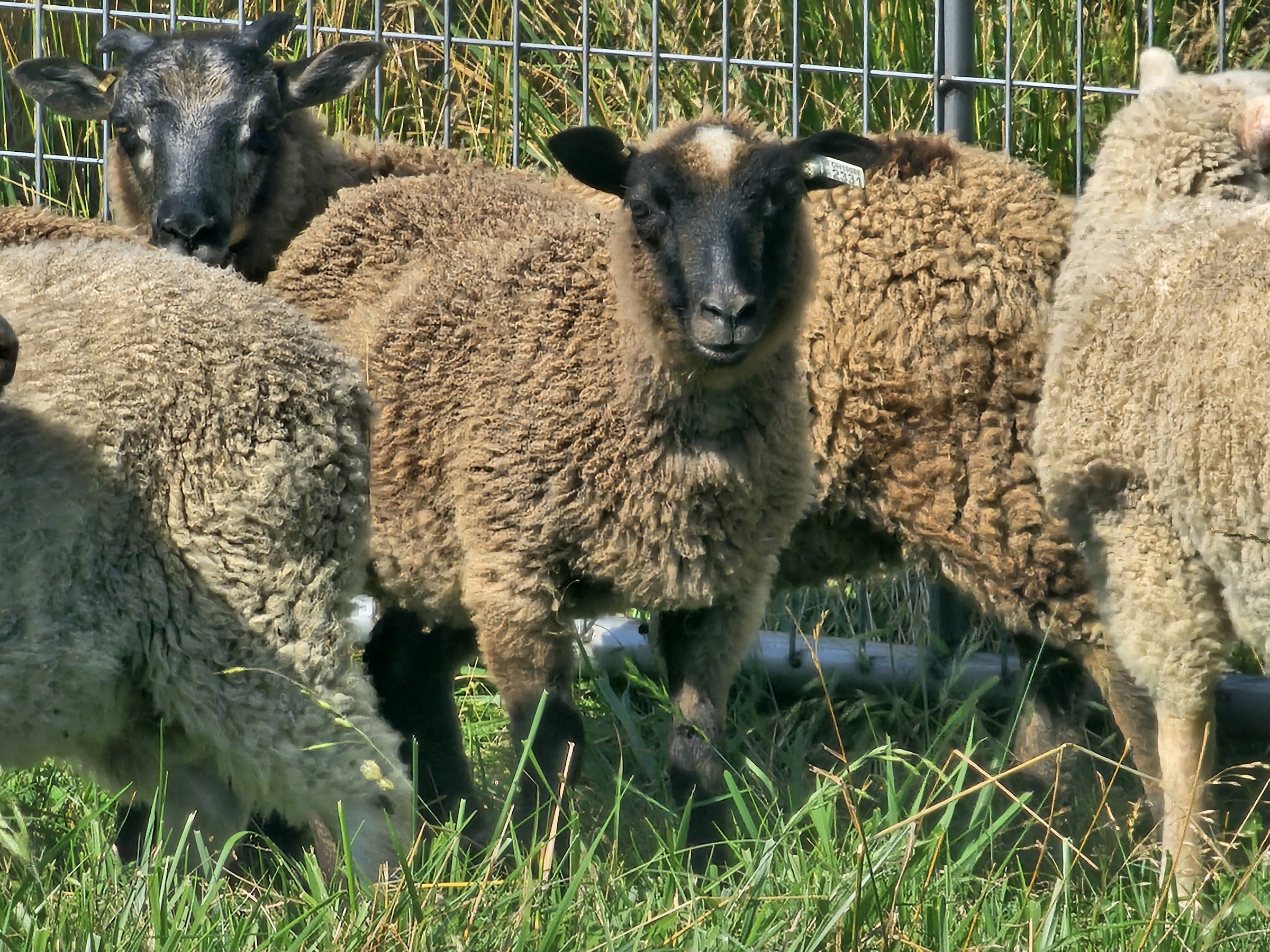 Fine Fleece Shetland Sheep