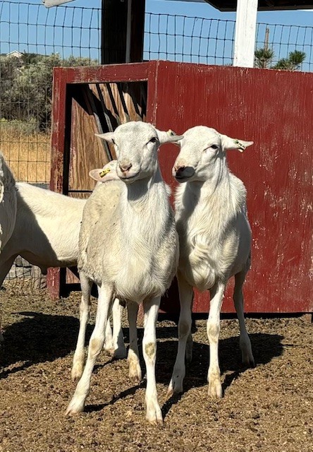 St Croix Hair Sheep Ram Lambs