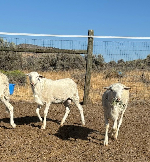 St Croix Hair Sheep Ram Lambs