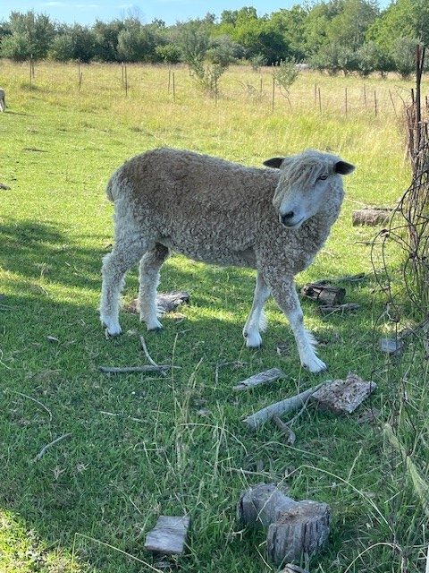 Purebred Lincoln Ewes & Lambs for Sale