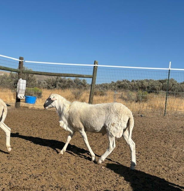 St Croix Hair Sheep Ram Lambs