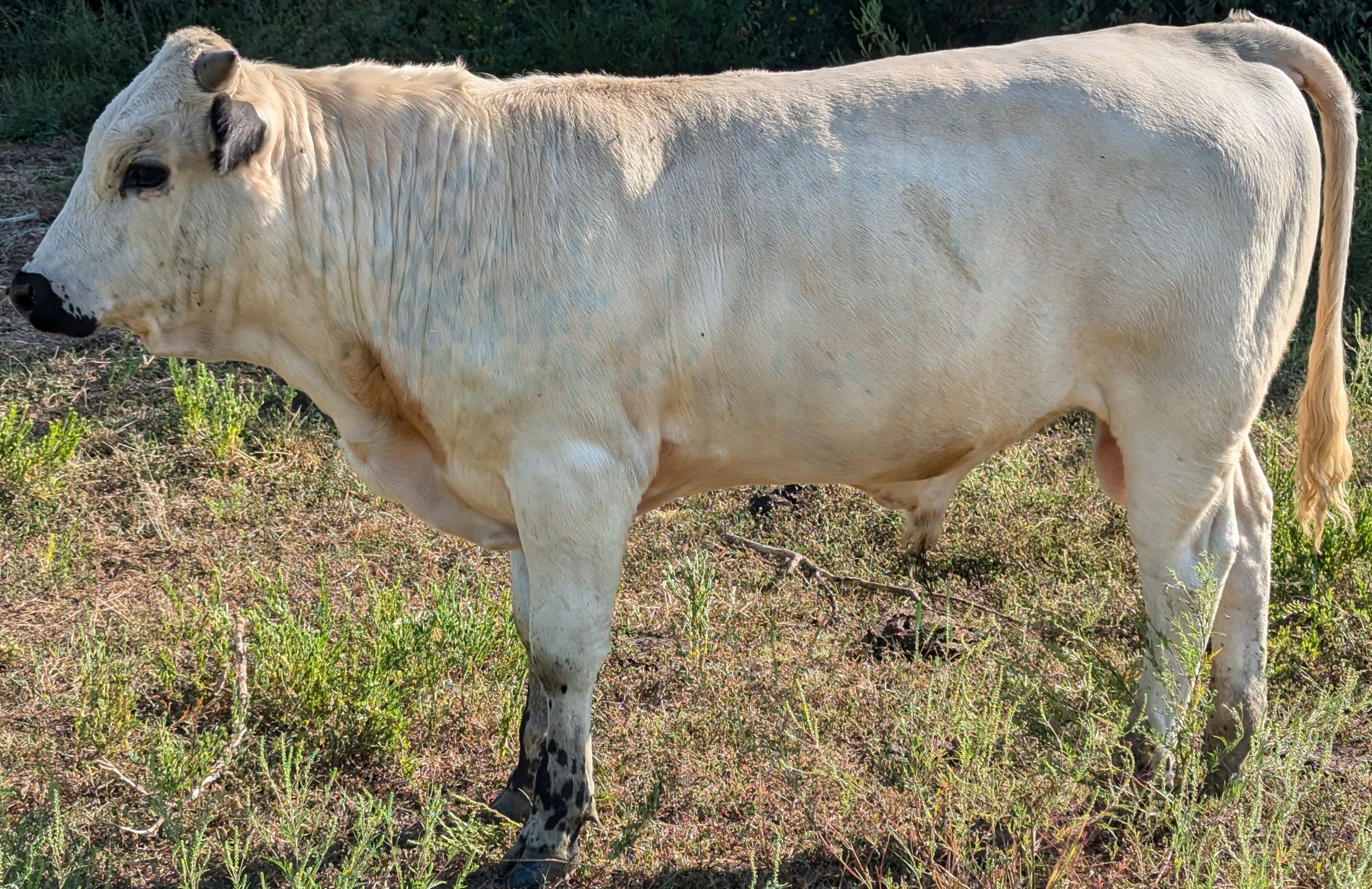 Ancient White Park Bulls