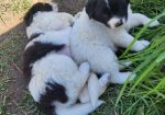 Karakachan Livestock Guardian Dog