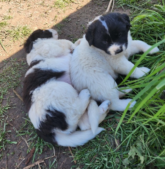 Karakachan Livestock Guardian Dog