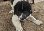 Karakachan Livestock Guardian Dog