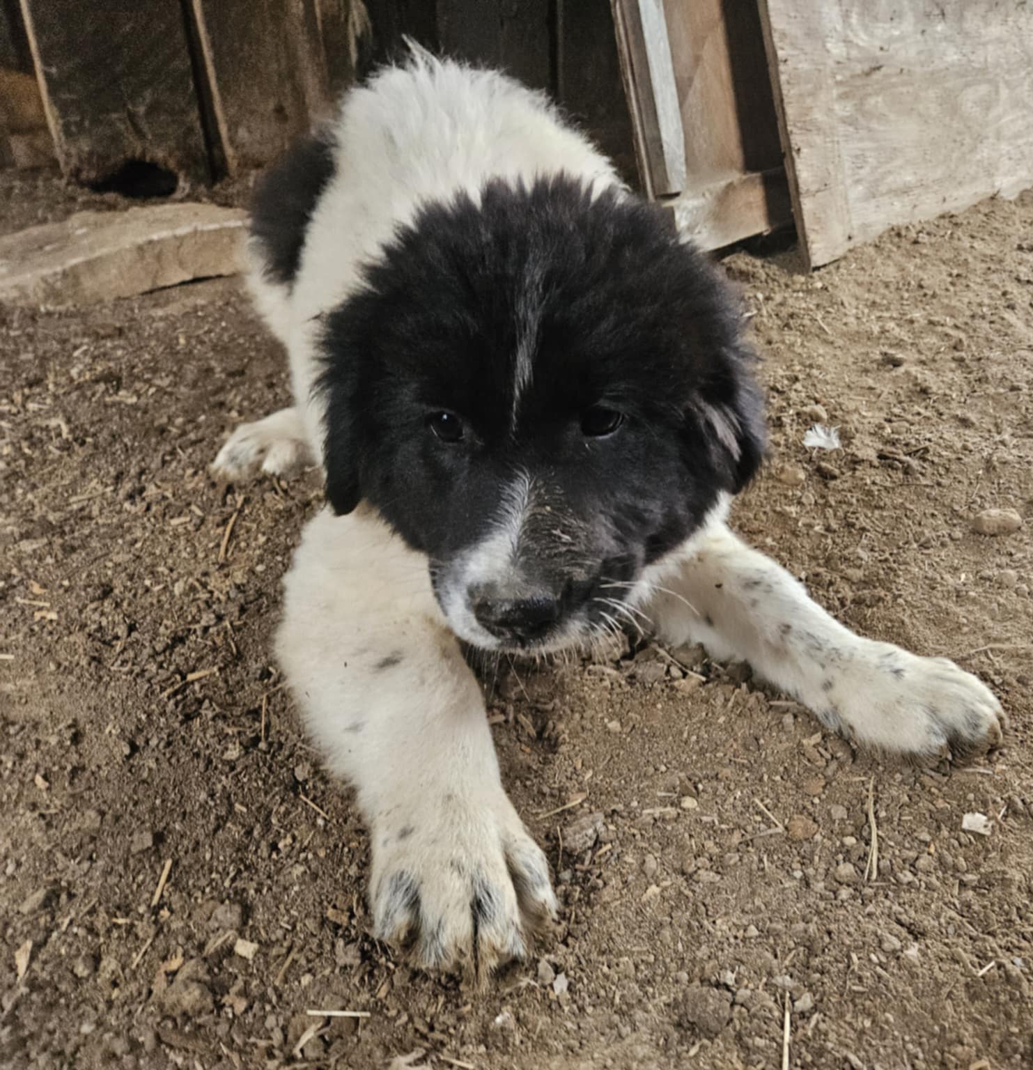 Karakachan Livestock Guardian Dog