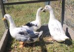 Ancona Duck Proven Trio; Organically Raised