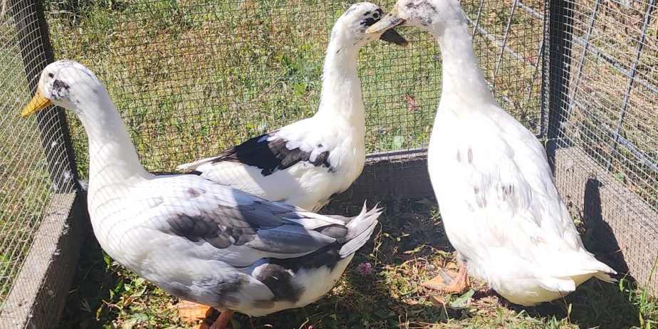 Ancona Duck Proven Trio; Organically Raised