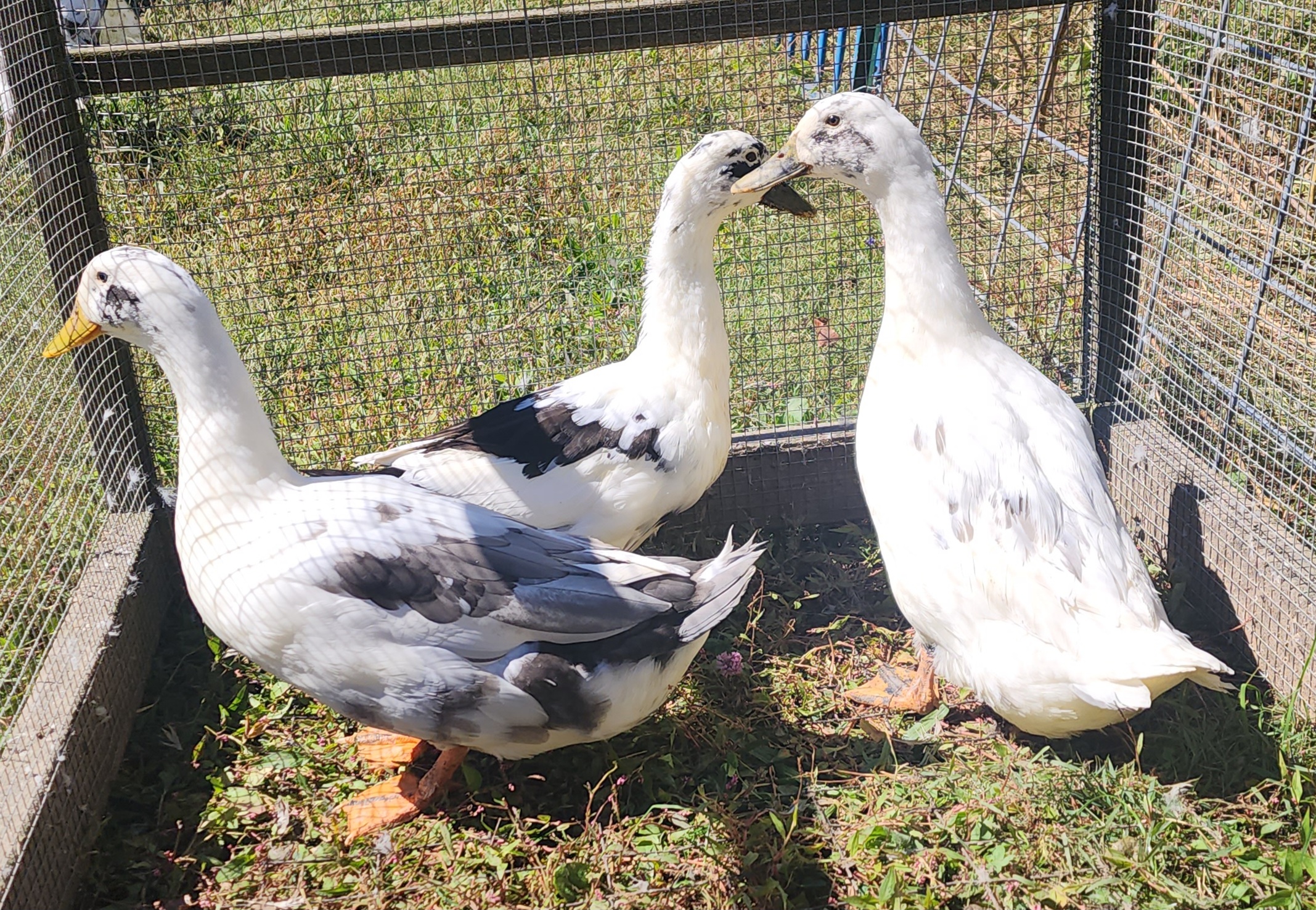 Ancona Duck Proven Trio; Organically Raised