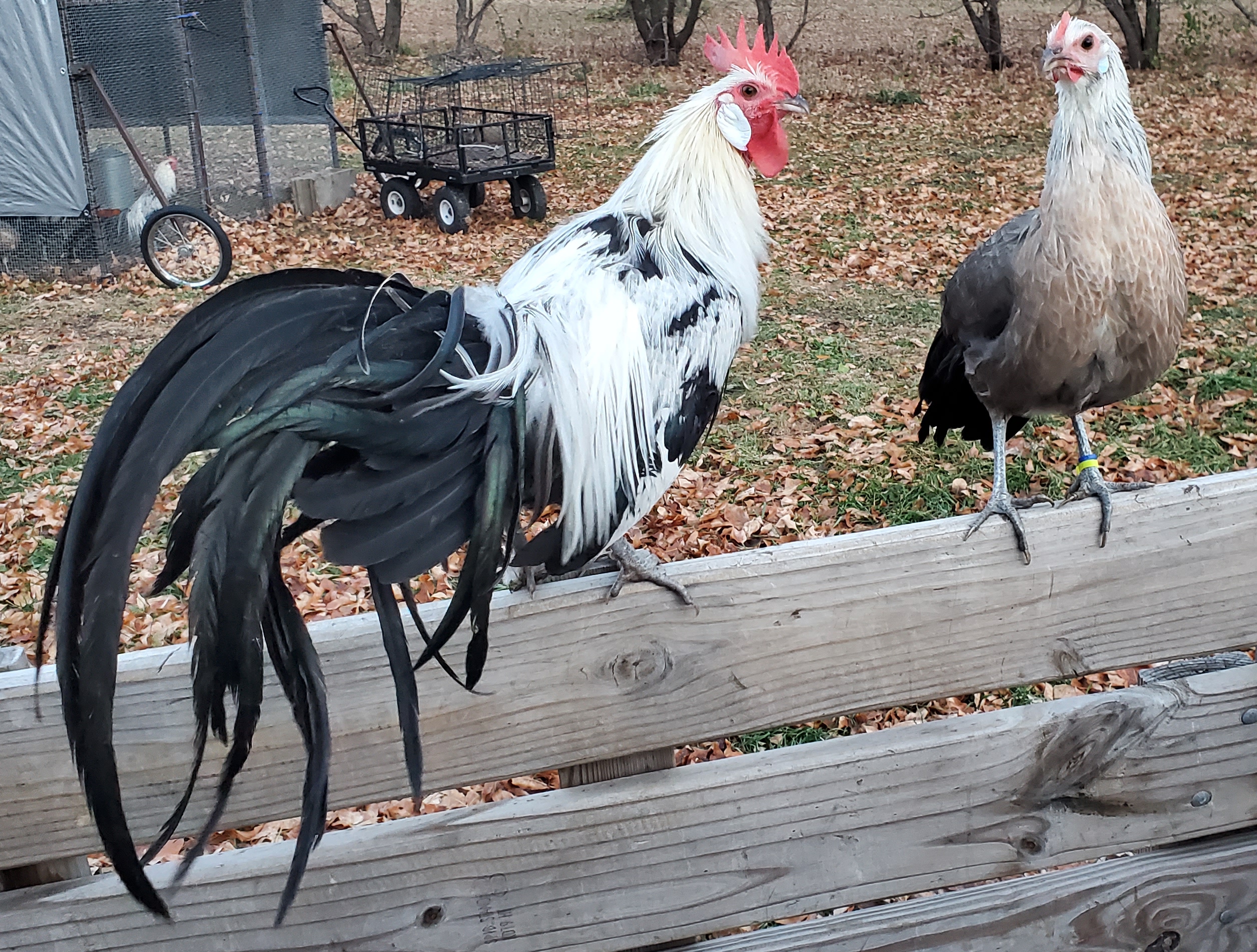 Young Silver Phoenix pairs