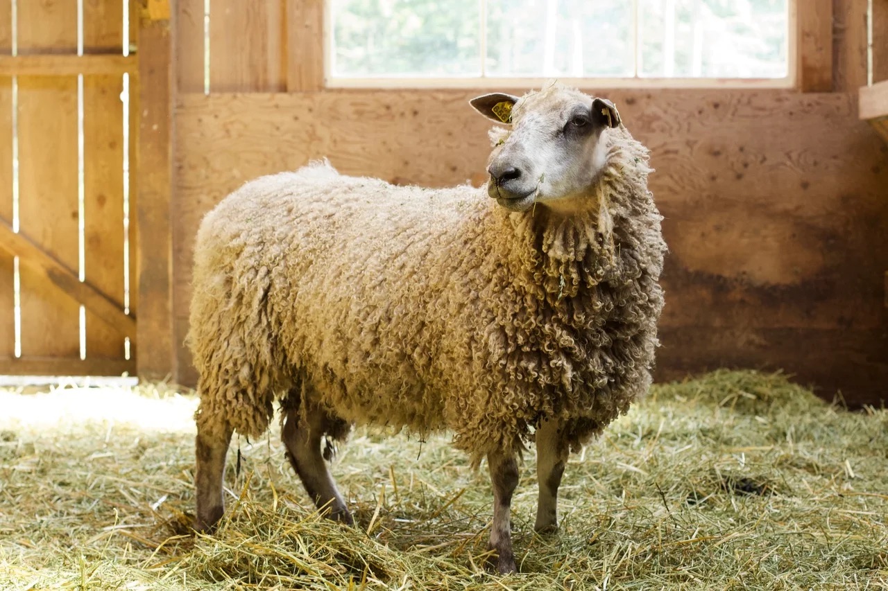 ATSA Registered Teeswater Breeding Stock