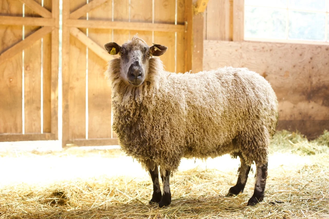 ATSA Registered Teeswater Breeding Stock