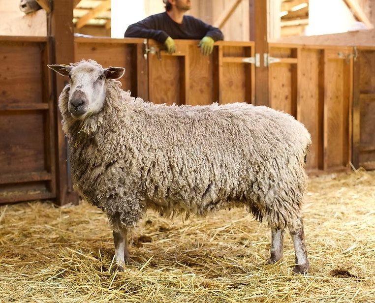 ATSA Registered Teeswater Breeding Stock