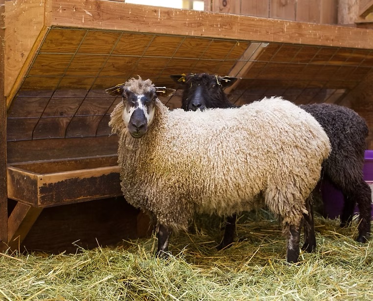 ATSA Registered Teeswater Breeding Stock