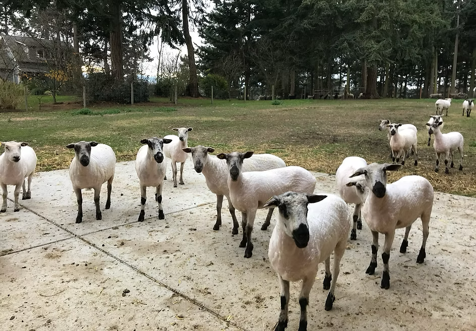 ATSA Registered Teeswater Breeding Stock