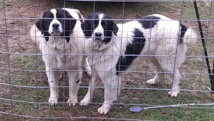 Karakachan Livestock Guardian Dog