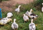 Ancona Duck Proven Trio; Organically Raised
