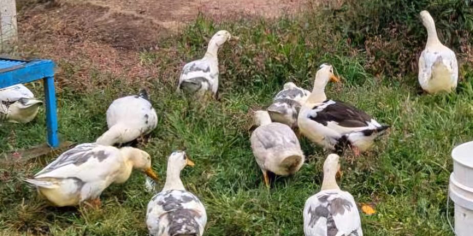 Ancona Duck Proven Trio; Organically Raised
