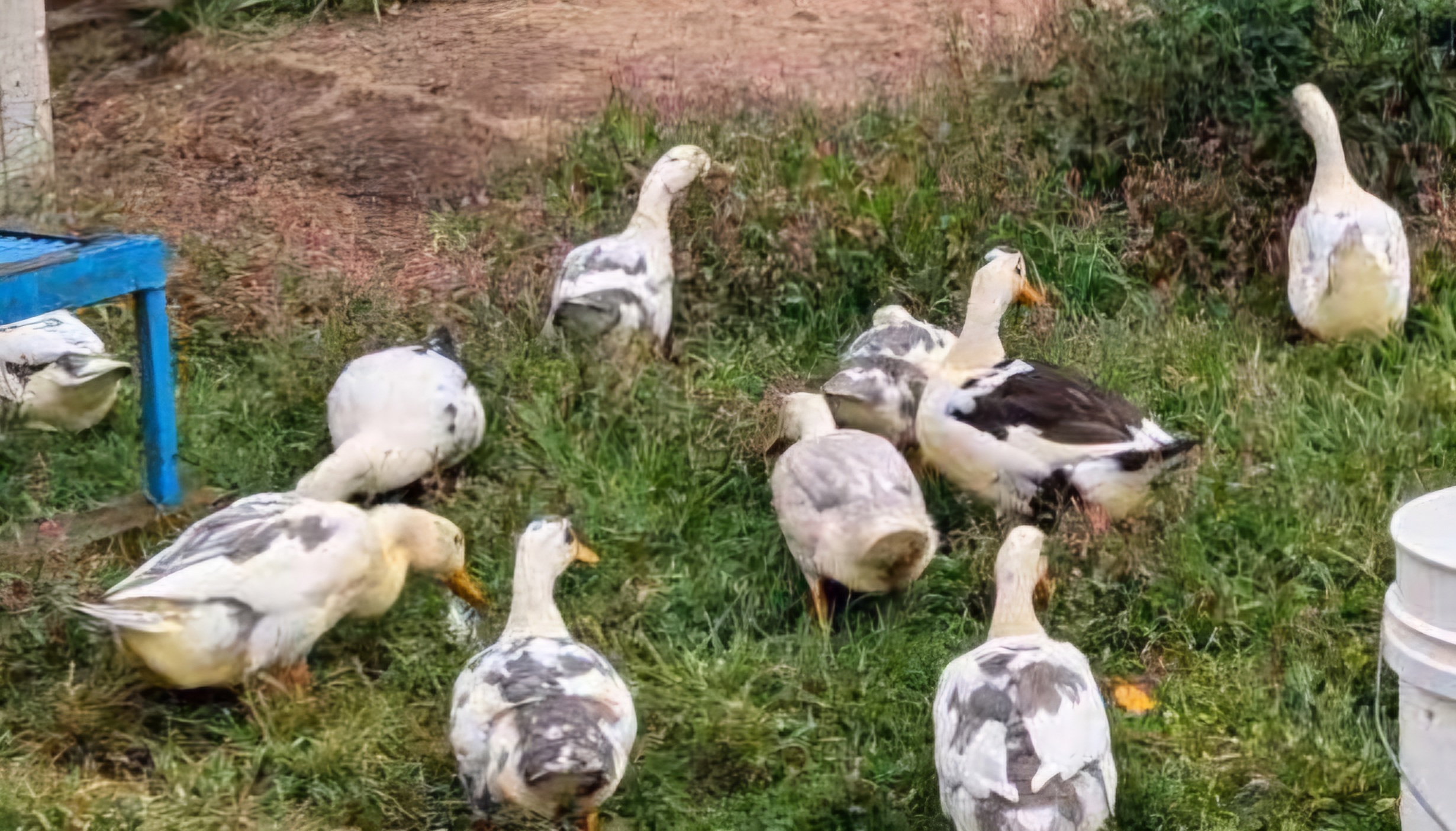 Ancona Duck Proven Trio; Organically Raised