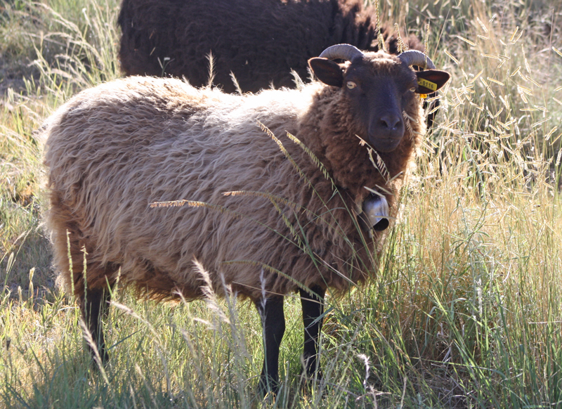 Prairie Flowers 2024 Shetland Fleece
