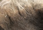 Prairie Flowers 2024 Shetland Fleece