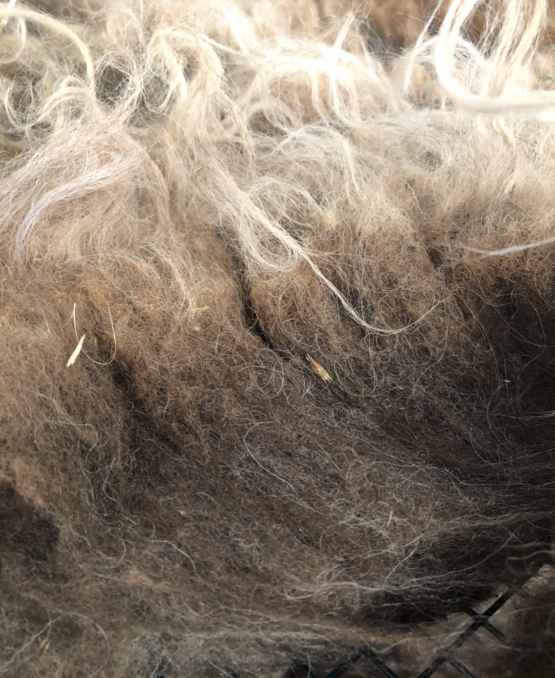 Prairie Flowers 2024 Shetland Fleece