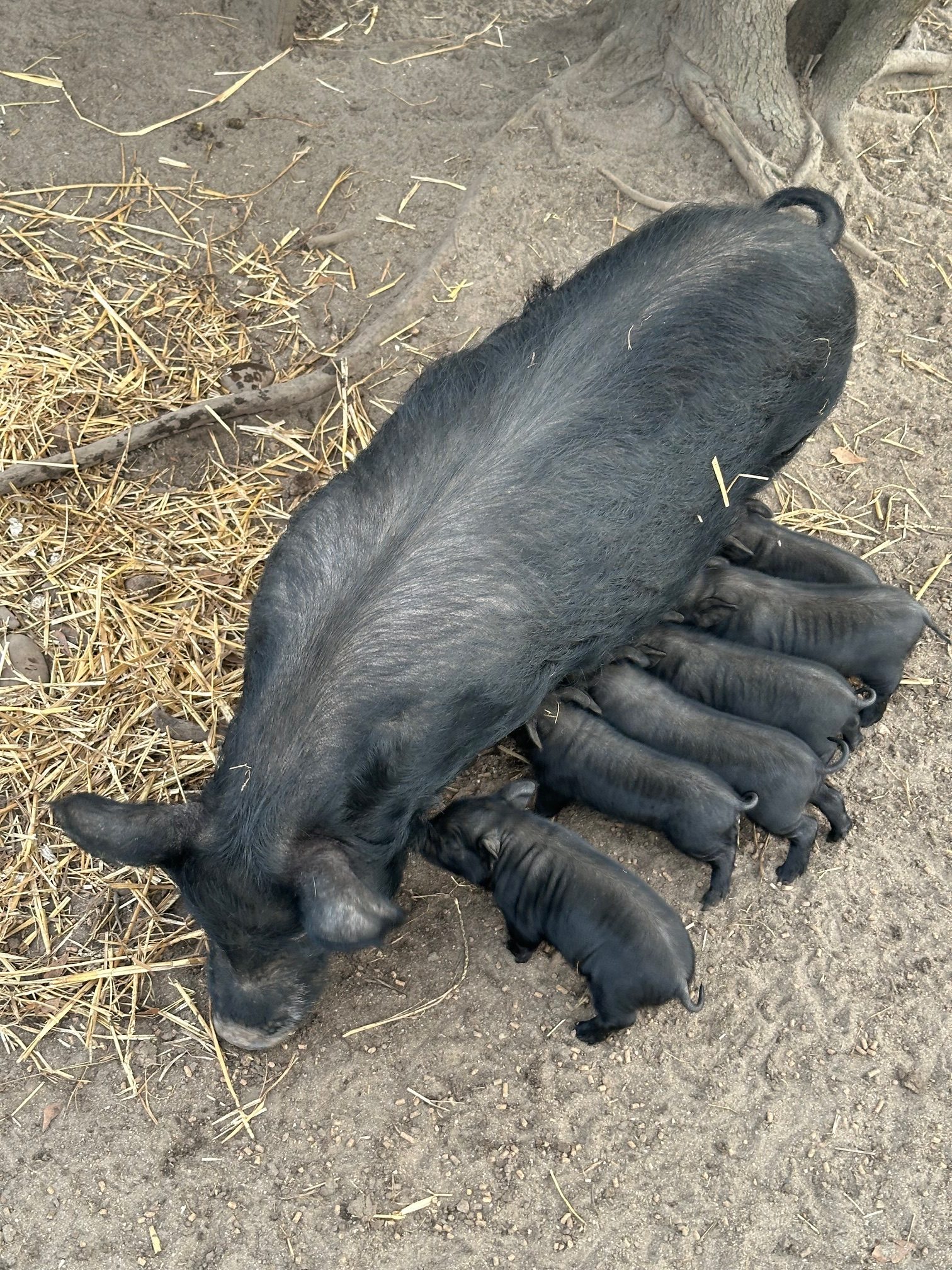 American Guinea Hog boarlings