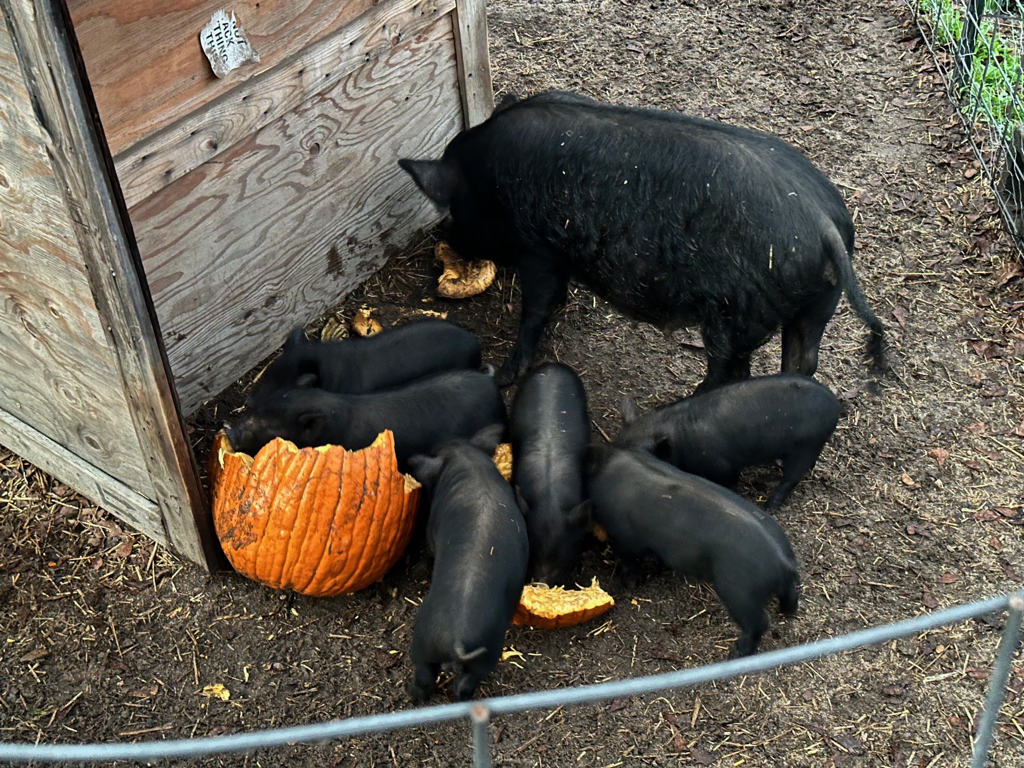 American Guinea Hog boarlings