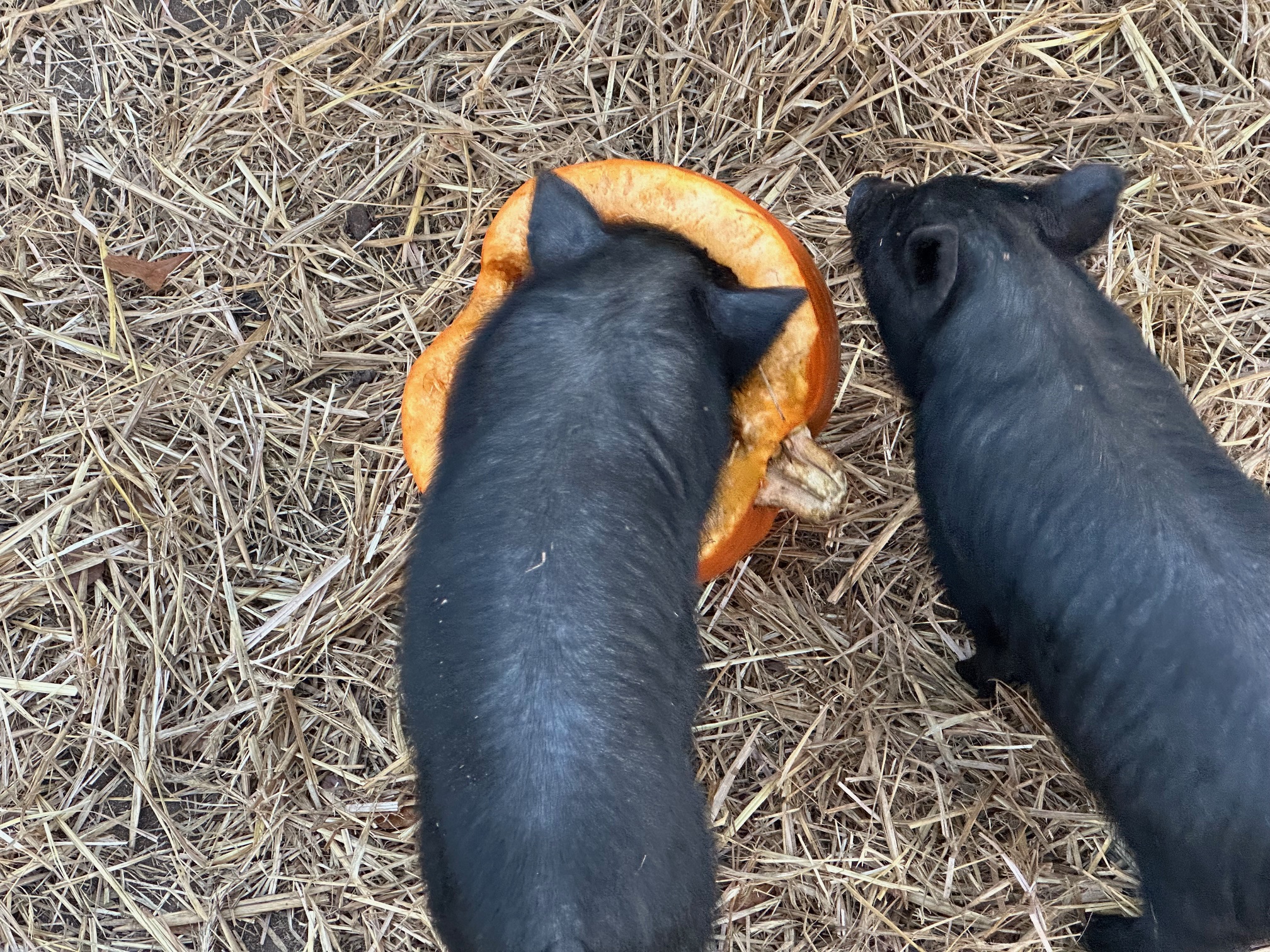 American Guinea Hog boarlings
