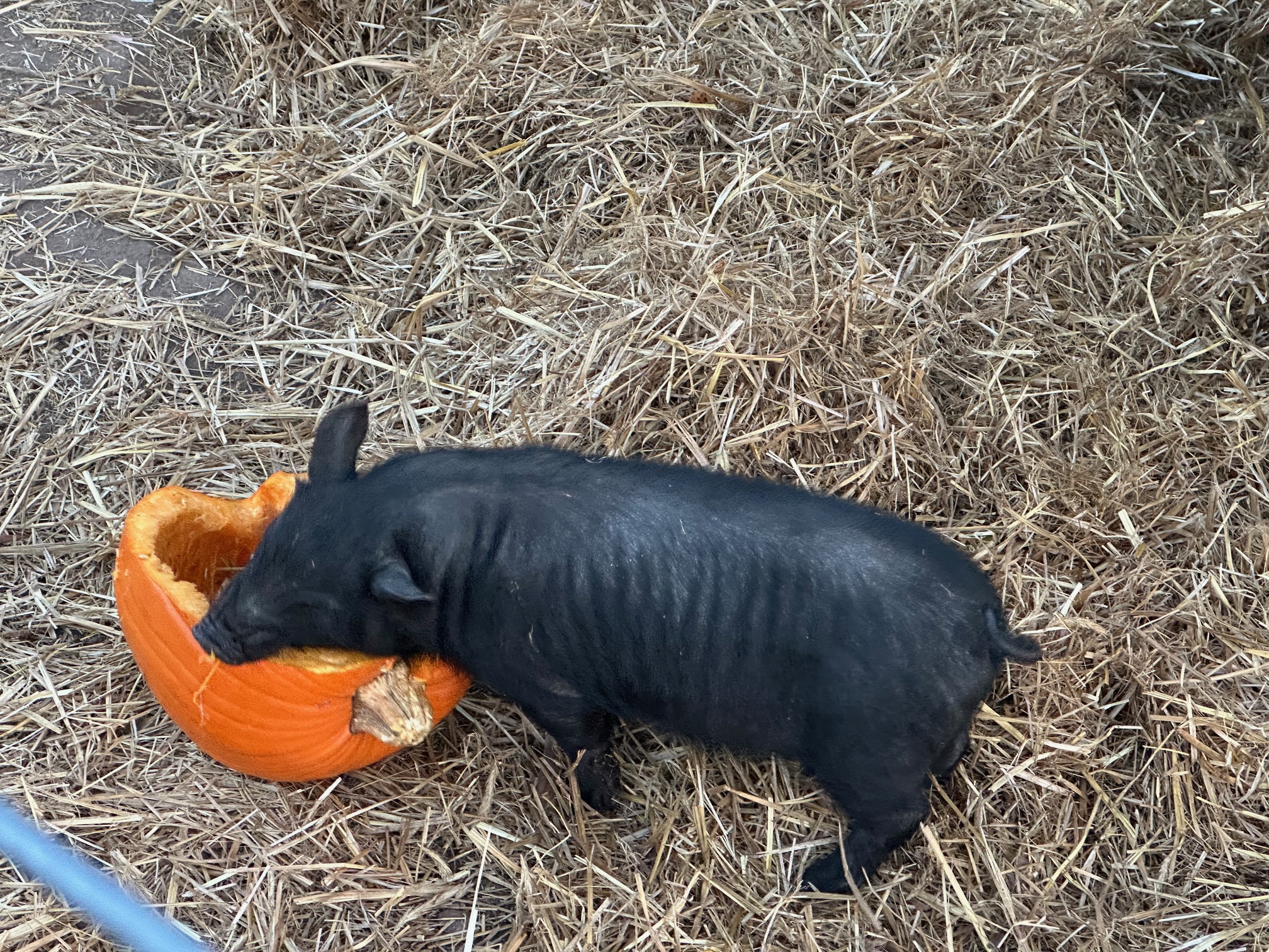 American Guinea Hog boarlings