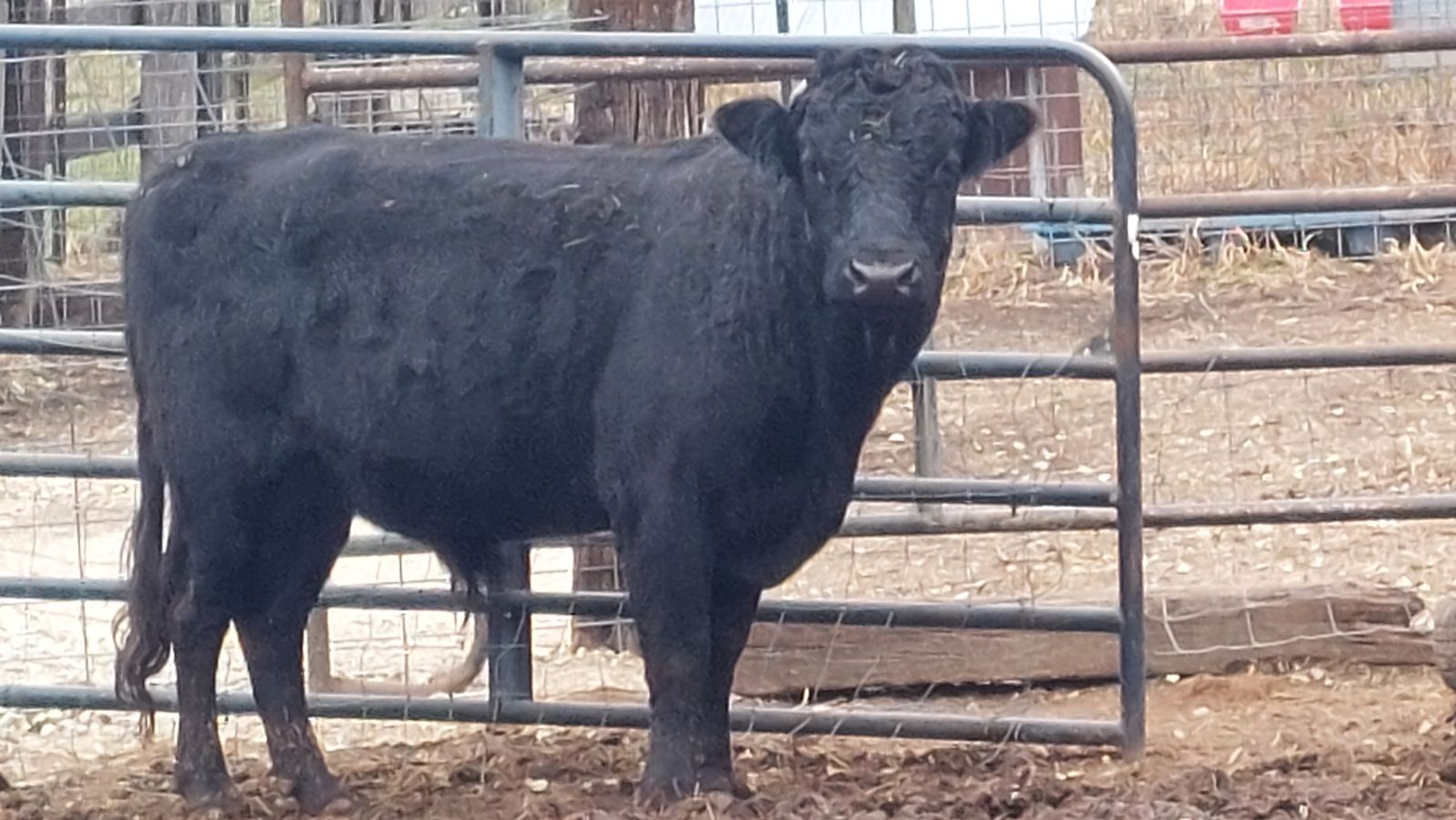 Dexter herd sire, ADCA registered, proven