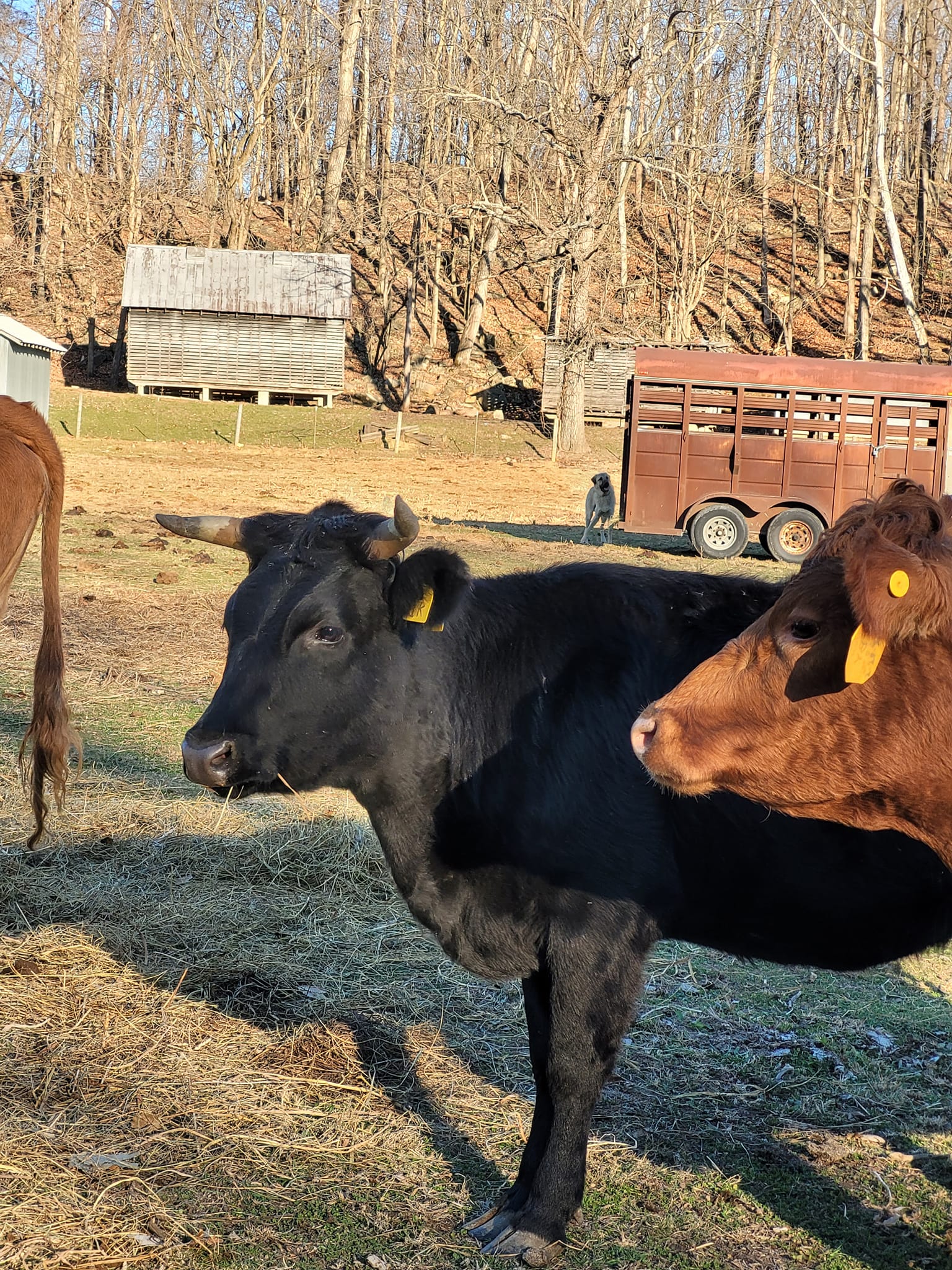 Irish Dexters, ADCA registered bull and heifer calves
