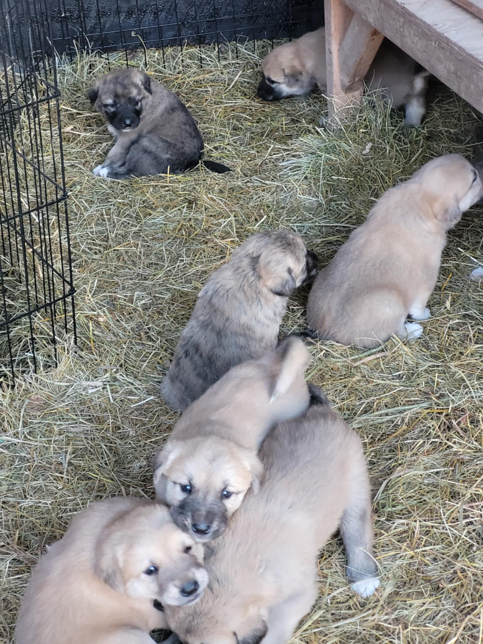 Anatolian Shepherd Livestock Guardian Dogs