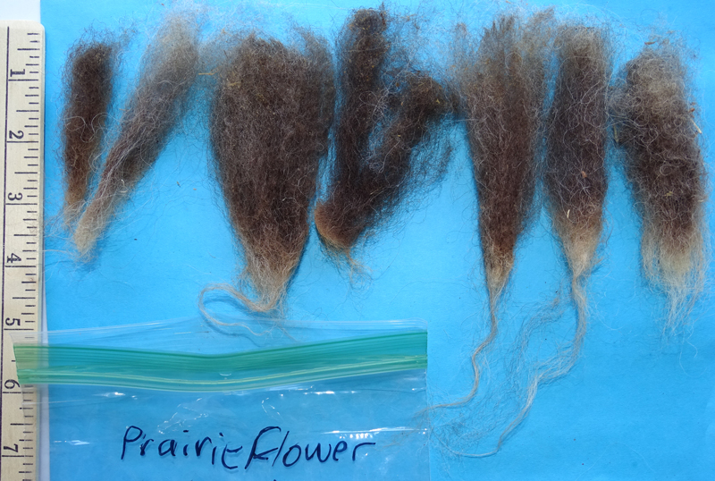 Prairie Flowers 2024 Shetland Fleece