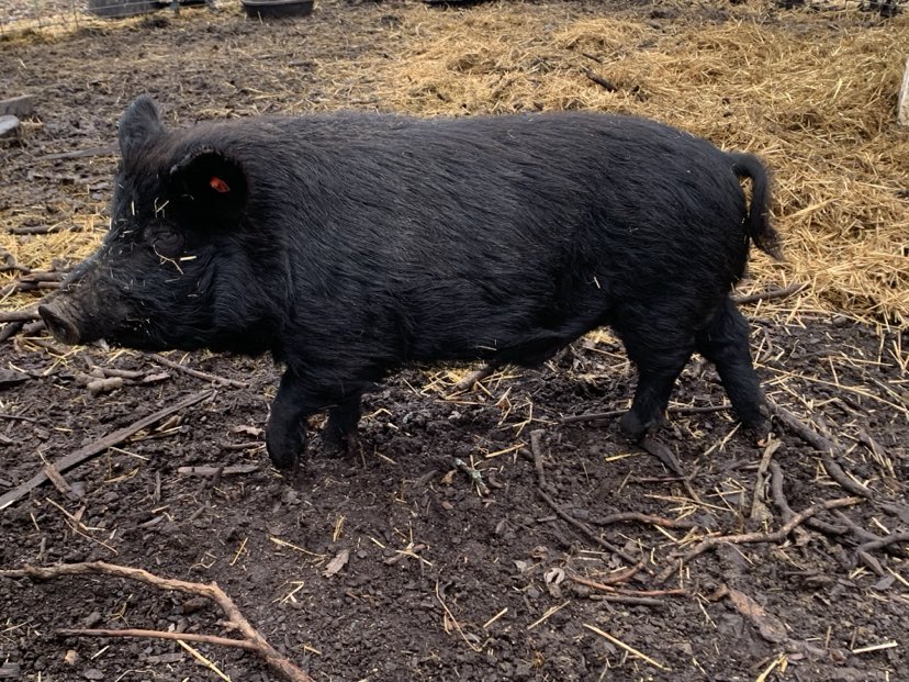 American Guinea Hog proven registered boar