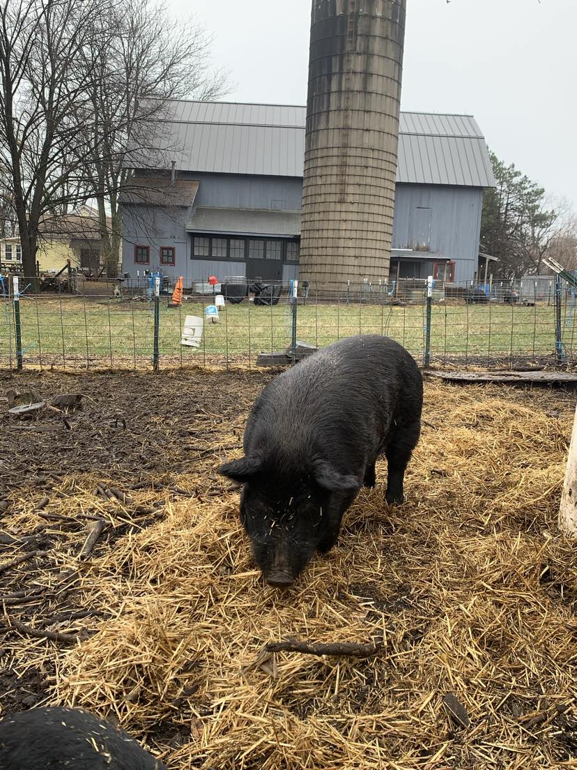 American Guinea Hog proven registered boar