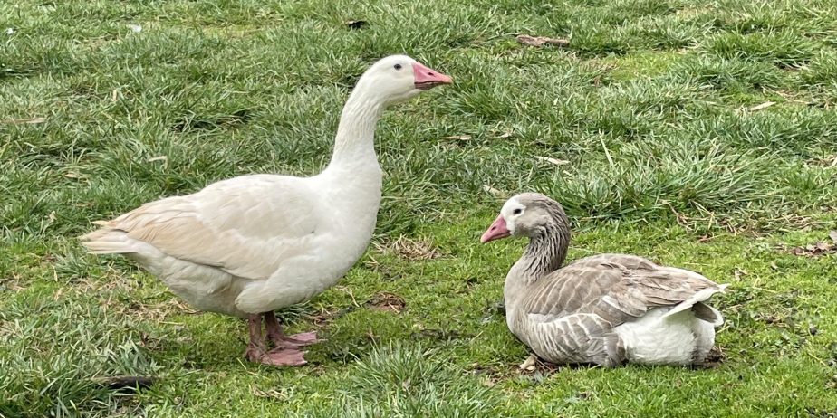Cotton Patch Goslings