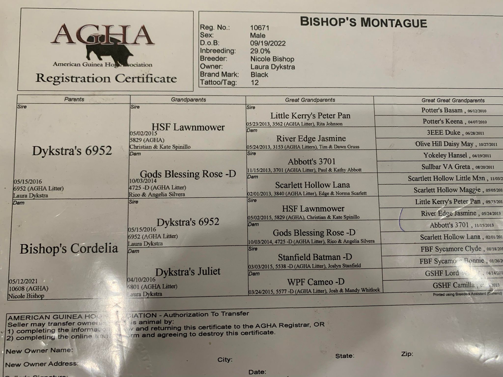 American Guinea Hog proven registered boar