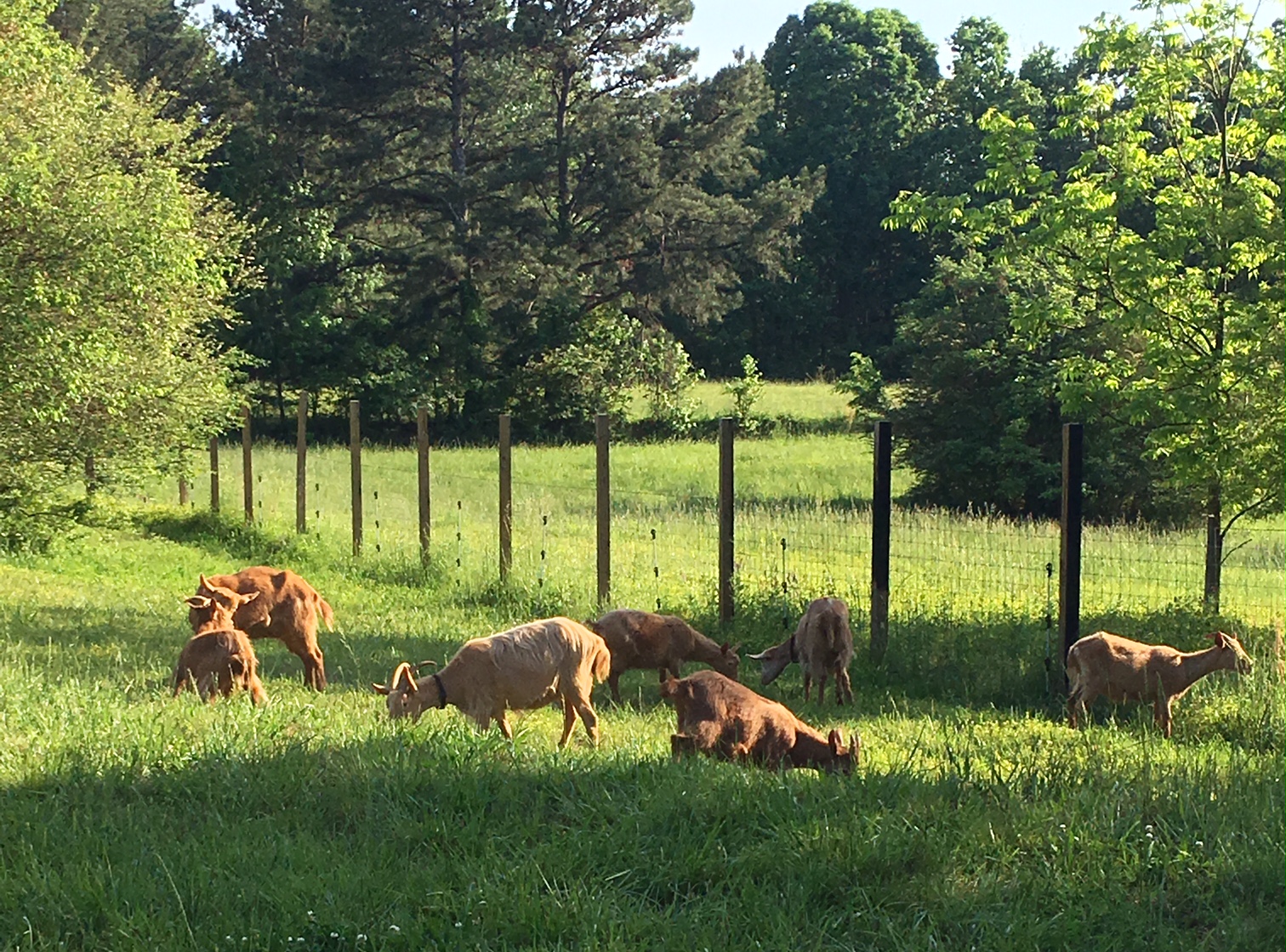 Registered Guernsey Goats