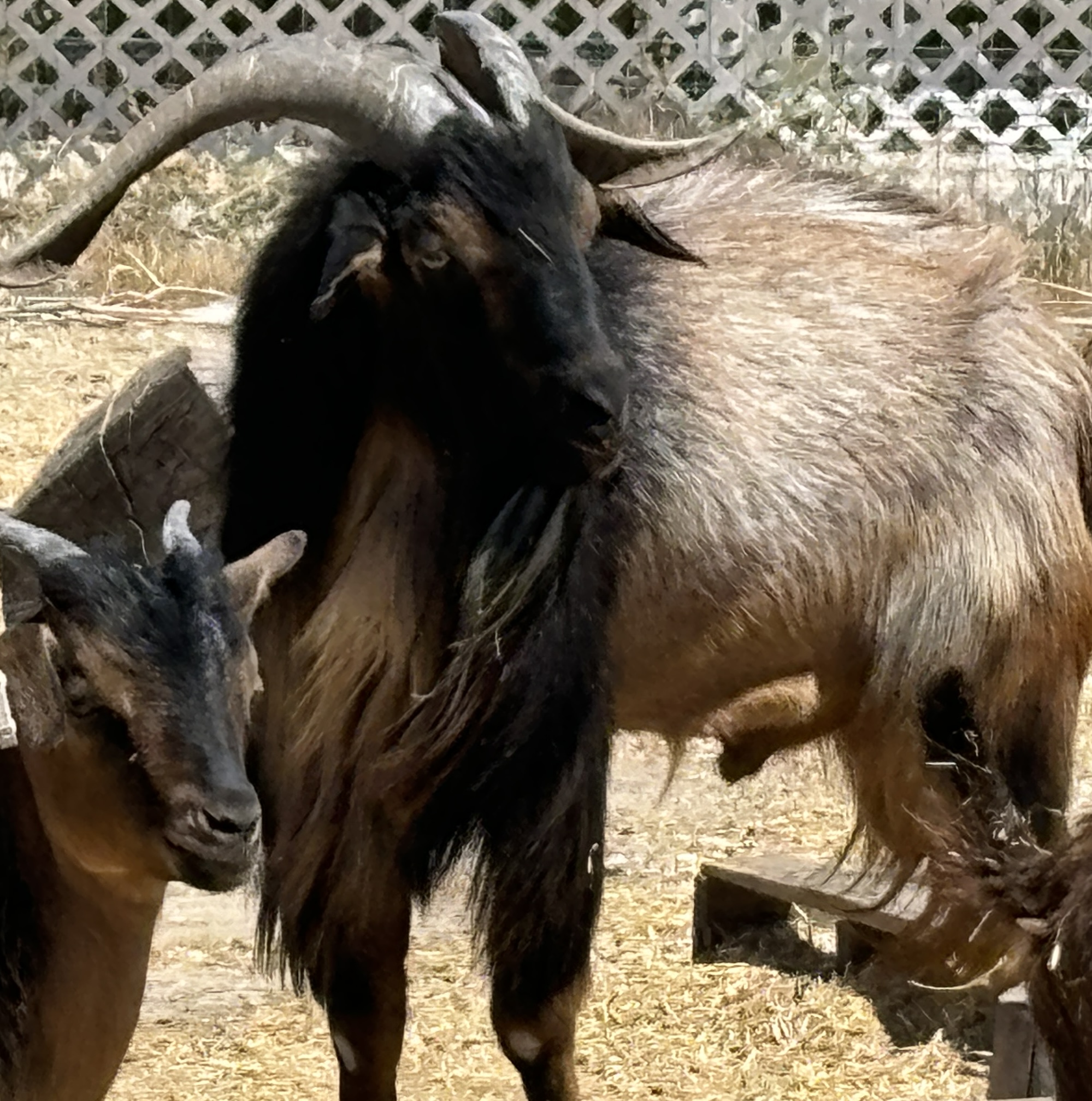 San Clemente Island Goats – Breeding Stock Available
