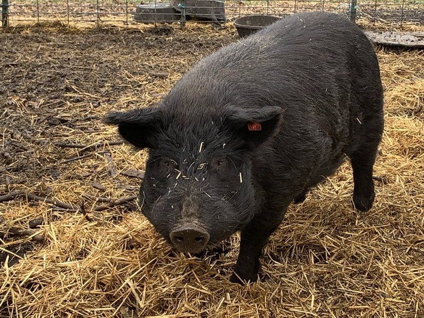 American Guinea Hog proven registered boar