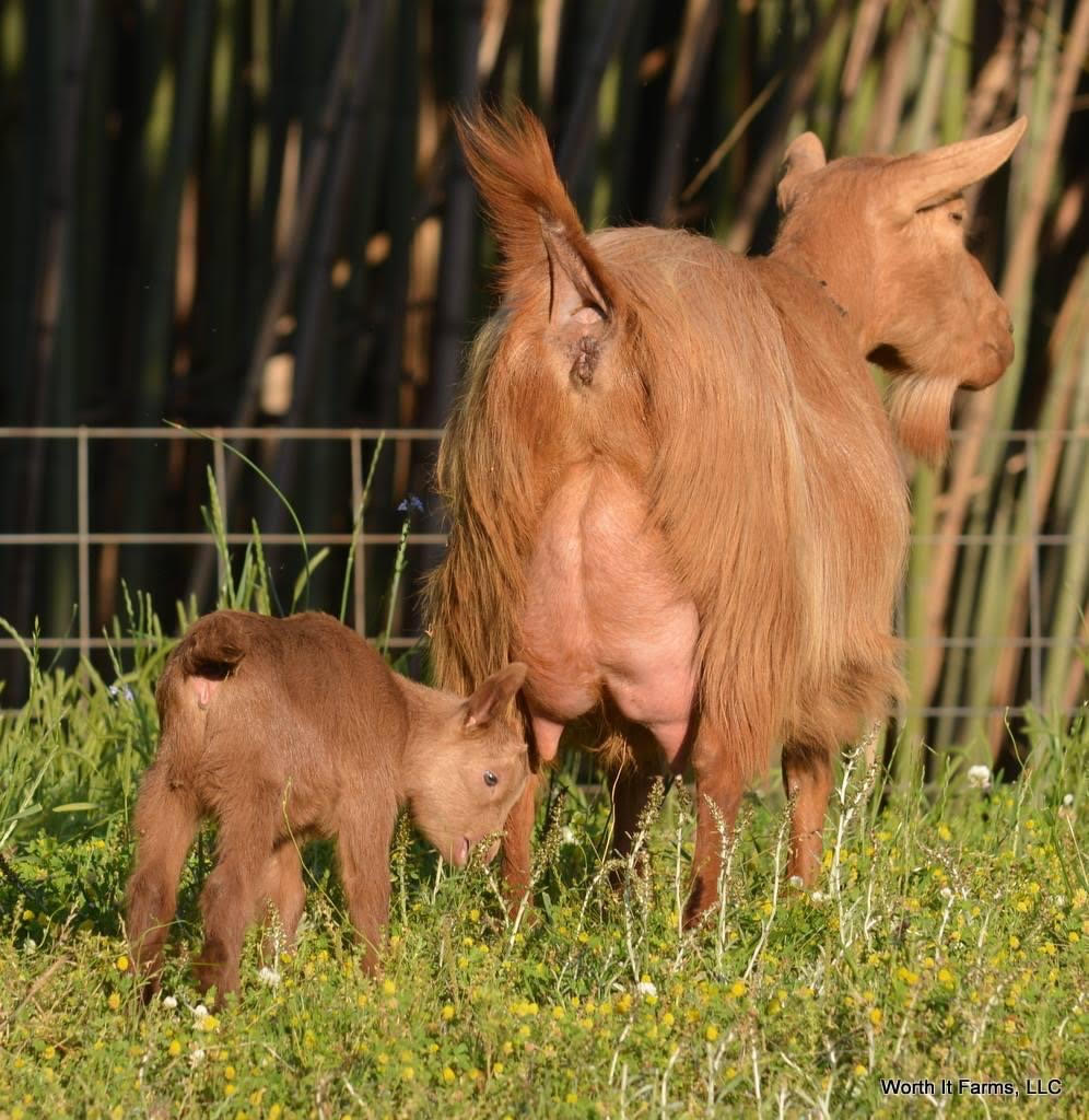 Registered Guernsey Goats